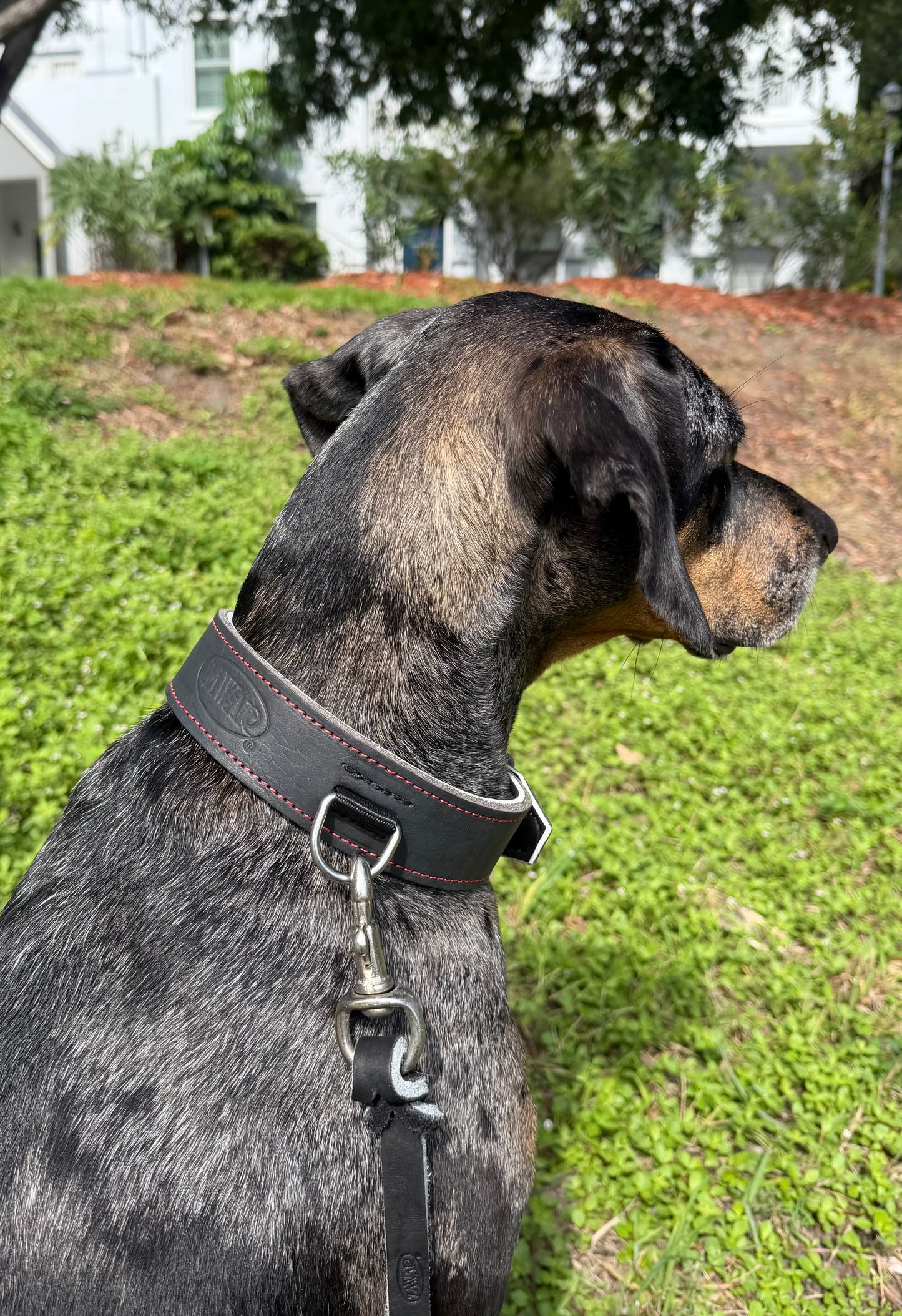 Genuine Leather Collar