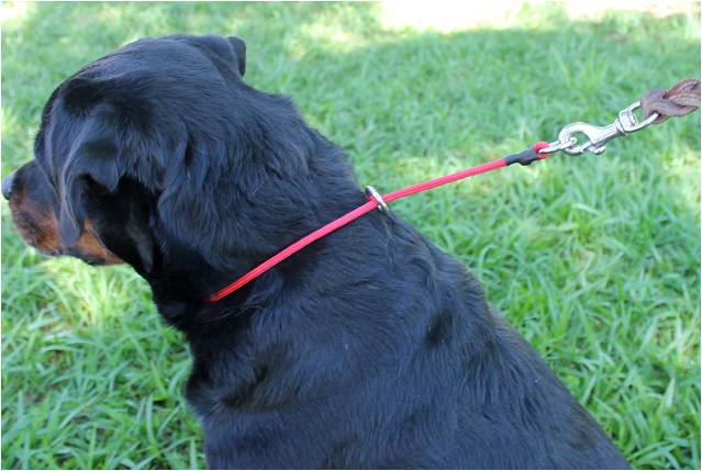 Nylon Slip-Lead Collar - Assorted Sizes