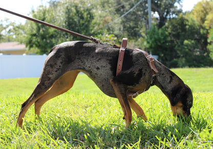 Genuine Leather Leash