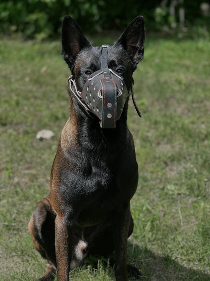 Belgian Malinois FEMALE Genuine Leather Immobilization Muzzle