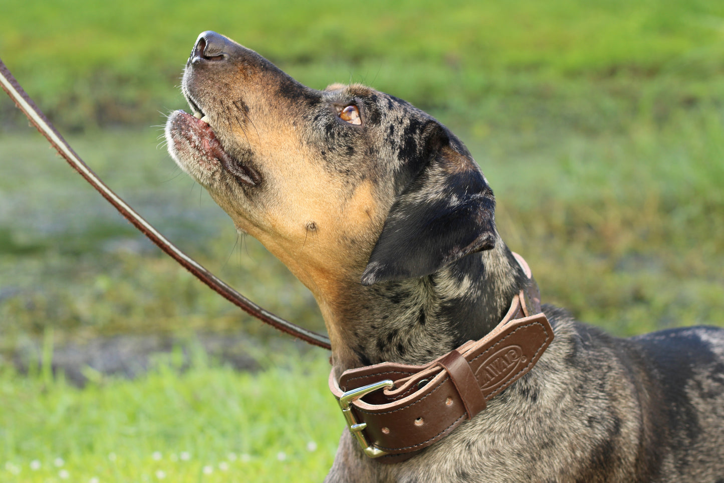 Genuine Leather Collar with Handle