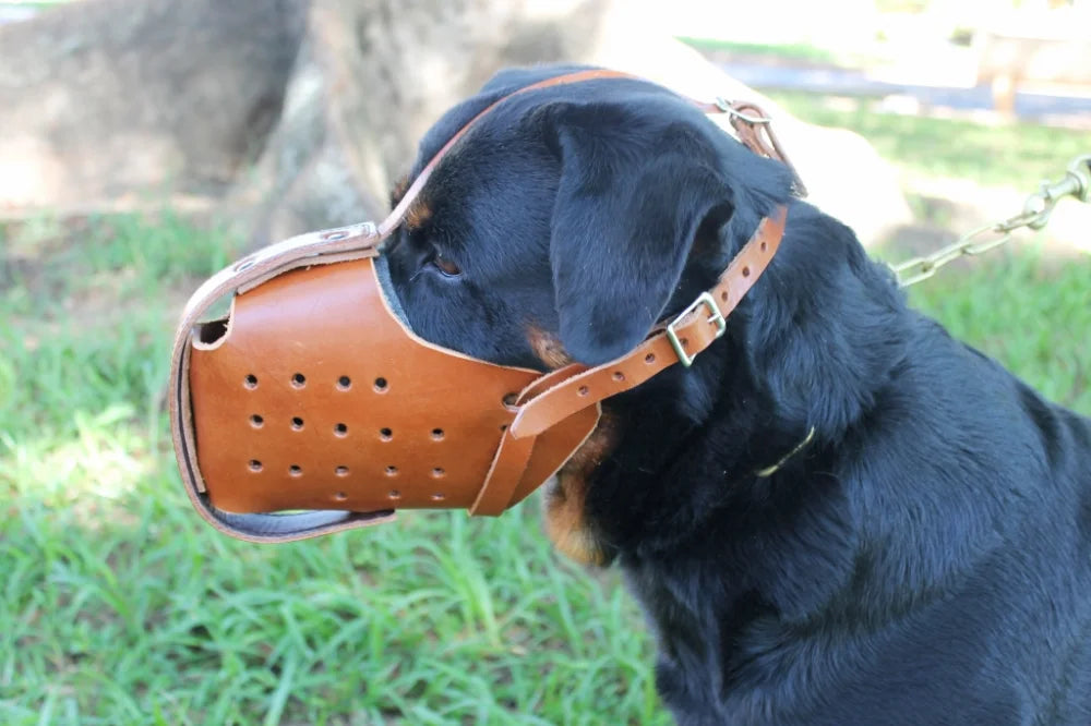 Rottweiler Genuine Leather Immobilization Muzzle