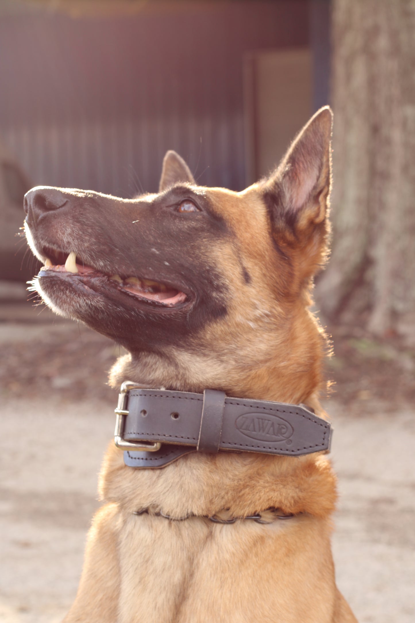 Genuine Leather Collar with Handle