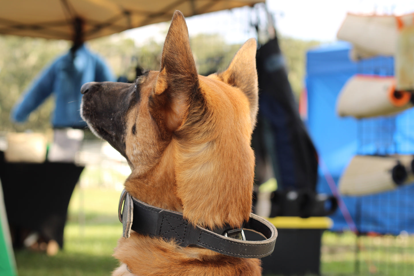 Genuine Leather Collar with Handle