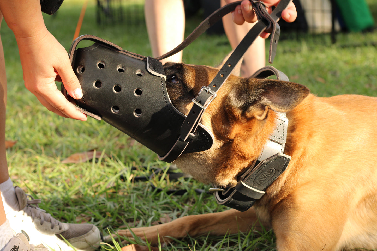 Belgian Malinois Genuine Leather Immobilization Muzzle