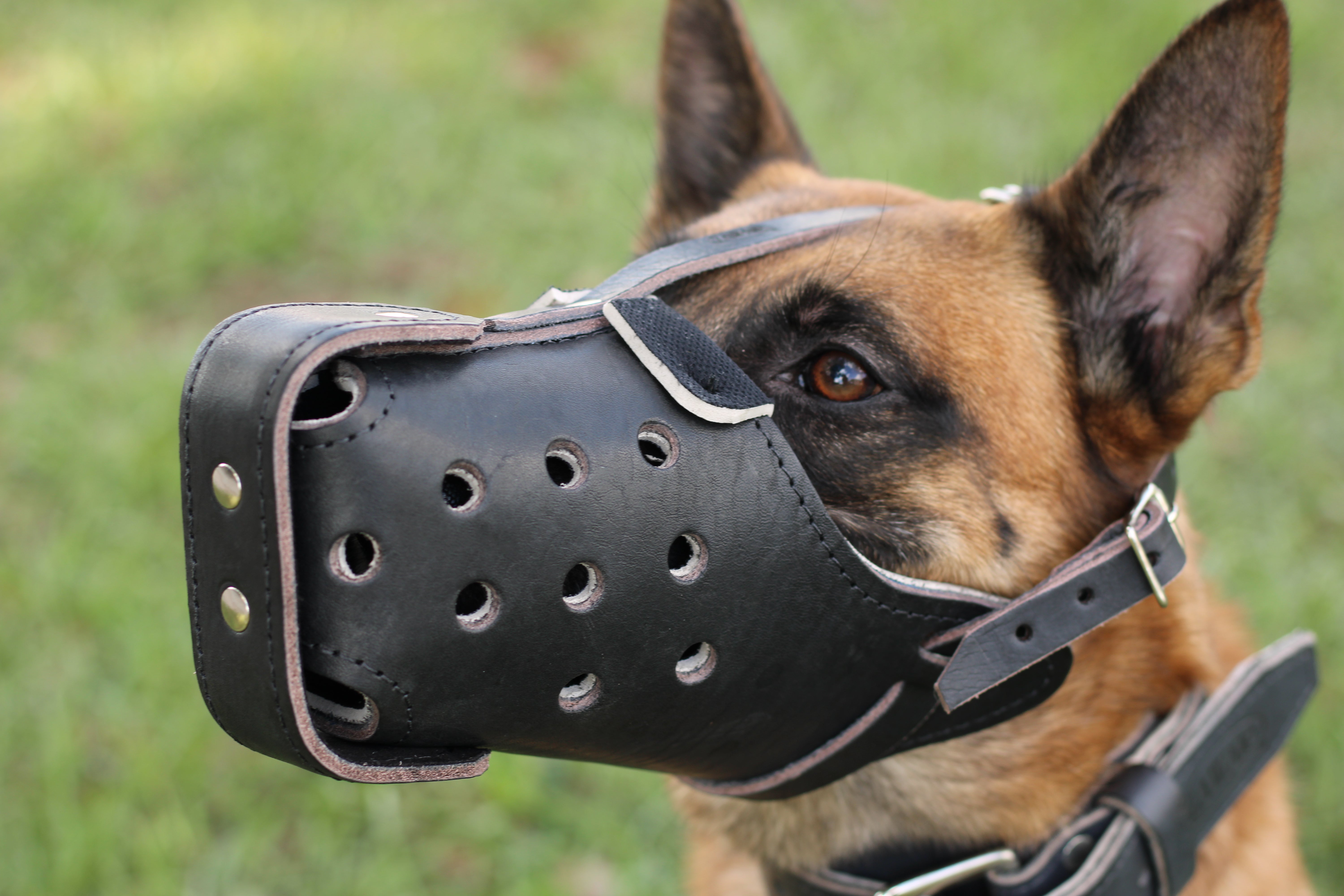 Malinois muzzle hotsell