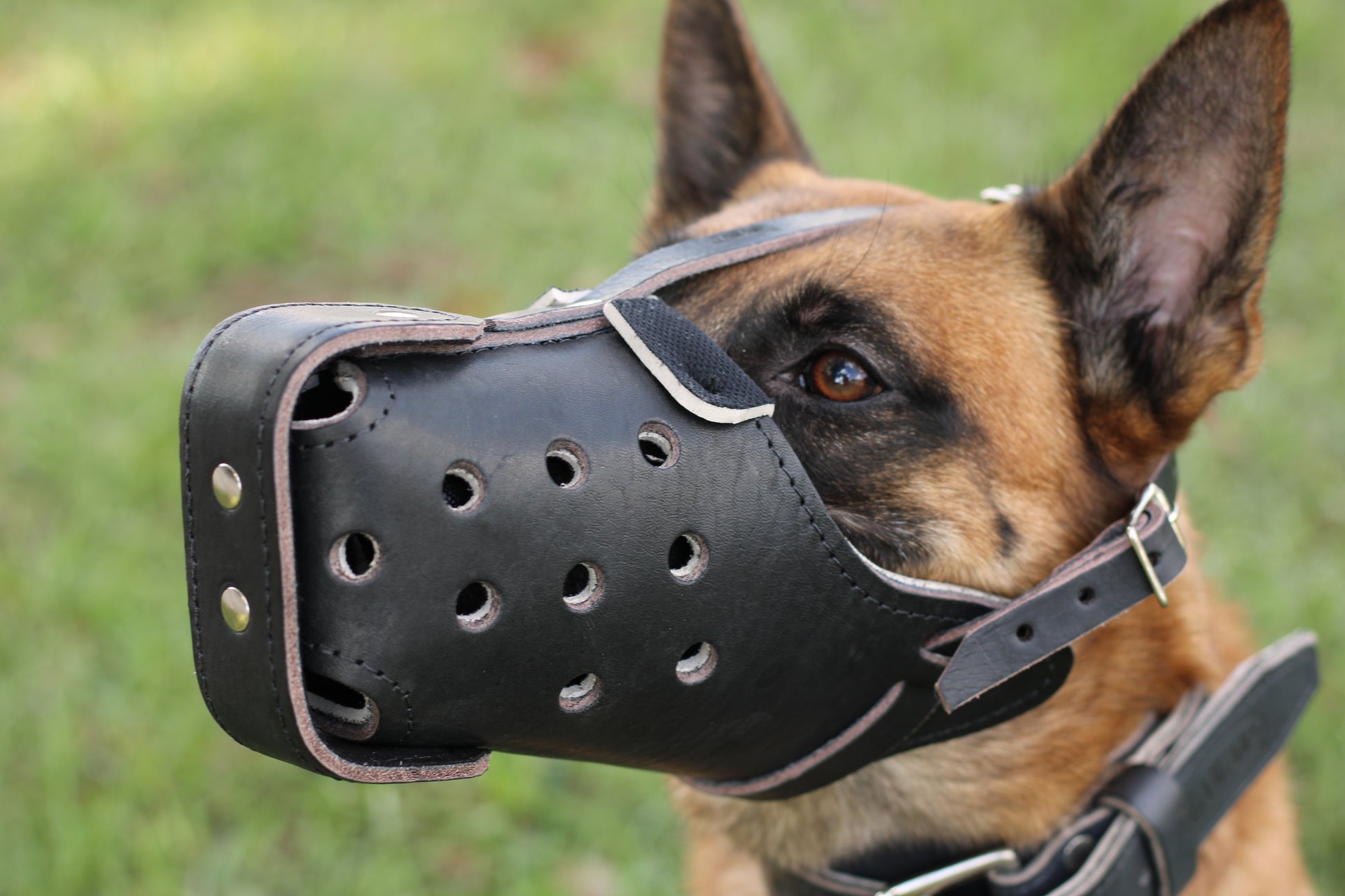 Belgian Malinois Genuine Leather Immobilization Muzzle – Zawar USA