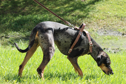 Genuine Leather Harness